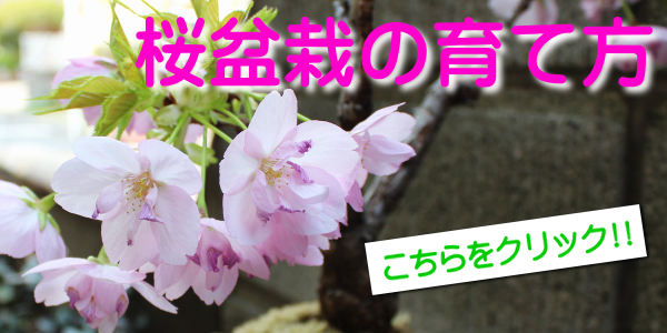 桜盆栽の育て方